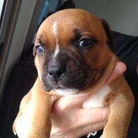 Chiots staffordshire bull terrier staffie rouge #4