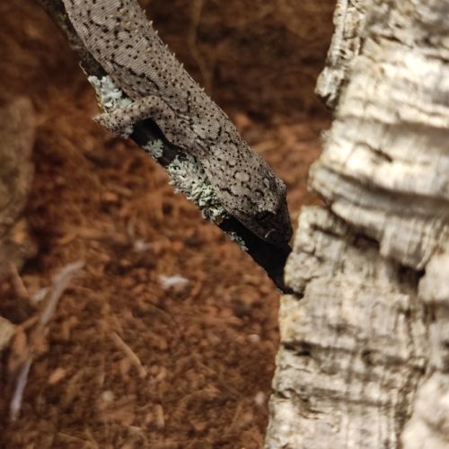 Gecko strophurus