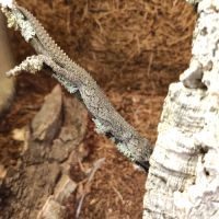 Gecko strophurus #1
