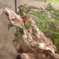 3 geckos lepidodzctylus lugubris #2