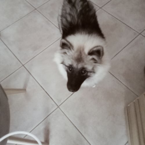 Chiot spitz loup