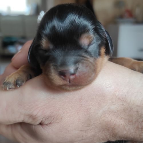 A vendre chiots cavalier king charles