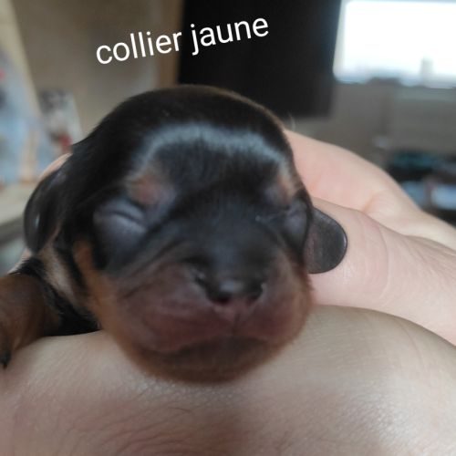 A vendre chiots cavalier king charles #2