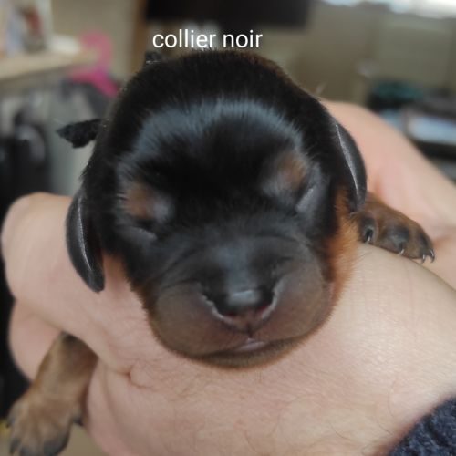 A vendre chiots cavalier king charles #3