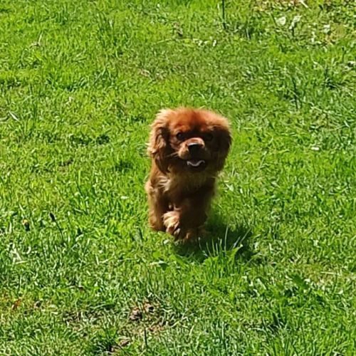 A vendre chiots cavalier king charles #6