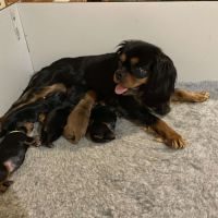 A vendre chiots cavalier king charles #4