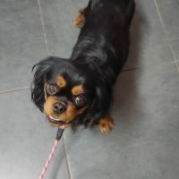 A vendre chiots cavalier king charles #5