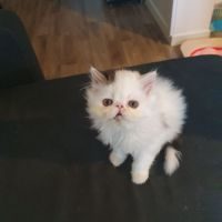 A vendre chaton persan mâle #1