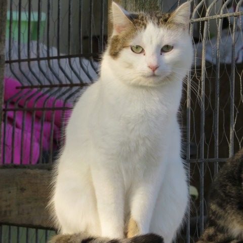 Lady 8 ans à adopter