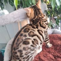 Magnifiques chatons bengal snow lynx et brown #0