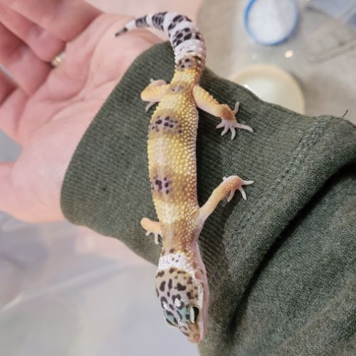 Gecko leopard #0