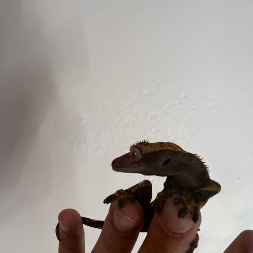 Gecko à crête
