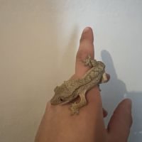 Gecko à crête #2