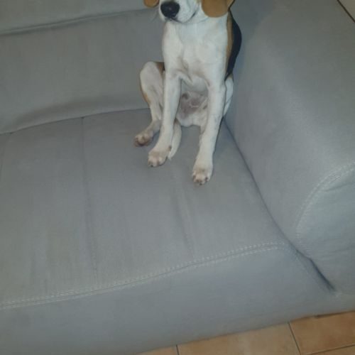 Donne superbe jeune male beagle