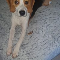 Donne superbe jeune male beagle #1