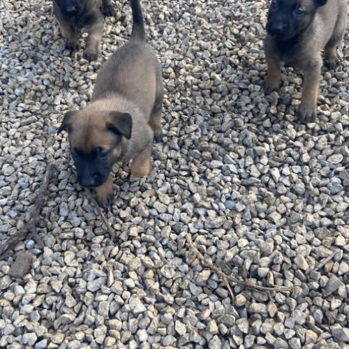 A reserver chiots malinois lof lignee travail #2