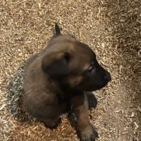 A reserver chiots malinois lof lignee travail #6