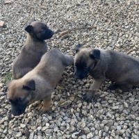 A reserver chiots malinois lof lignee travail #8