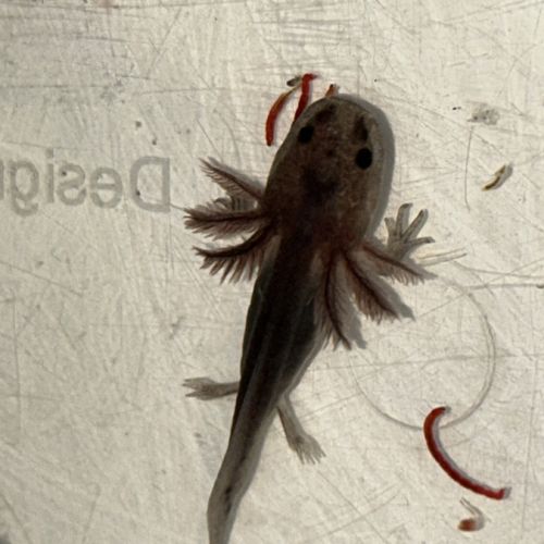 Axolotl la rochelle niort vendée 17 79 85
