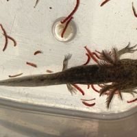 Axolotl la rochelle niort vendée 17 79 85 #3