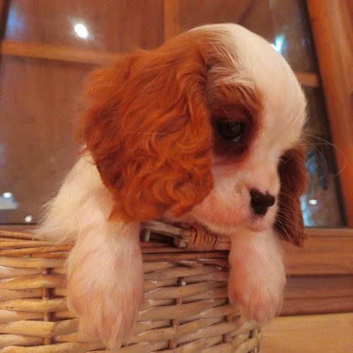 Chiot cavalier king charles #0