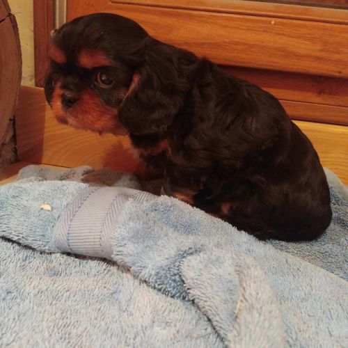 Chiots cavalier king charles #3