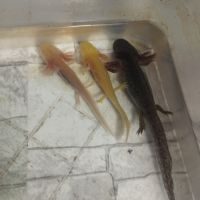 Axolotl juvénile et adulte
