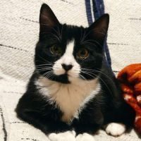 Cahuet, adorable chaton à adopter #1