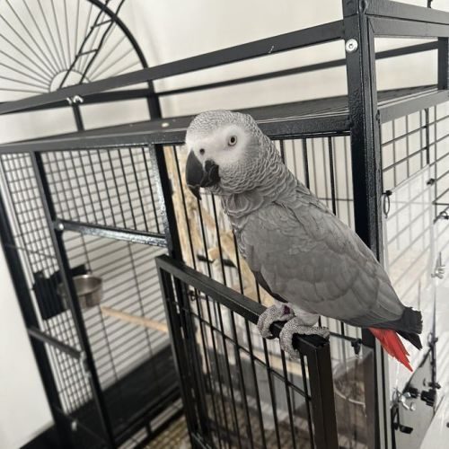 Perroquet gris du gabon + grande cage