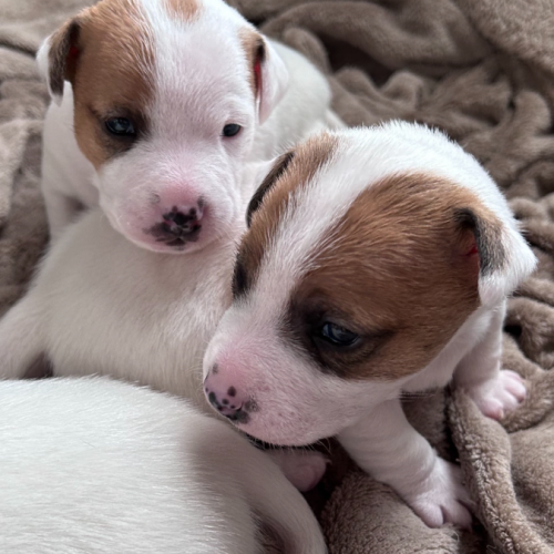 Chiots jack russell #3