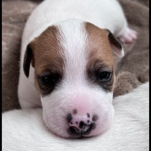 Chiots jack russell #4