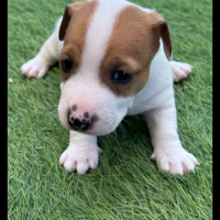 Chiots jack russell #1
