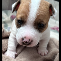 Chiots jack russell #0