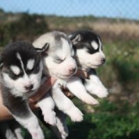 7 magnifique chiots husky