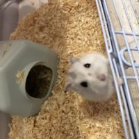 Hamster russe blanc femelle