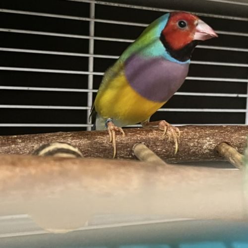 diamant-de-gould-a-vendre-petites-annonces-oiseaux-achat-vente-adoption