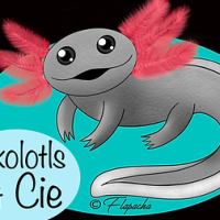 Axolotl ponte le 11 février 2024