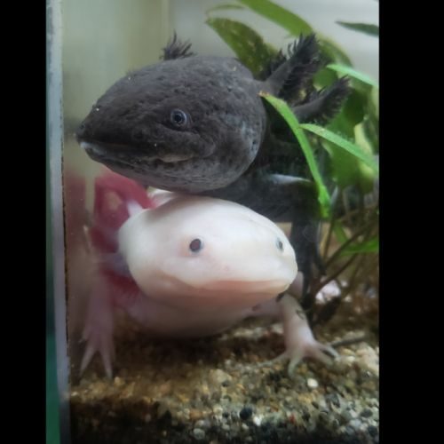 Bébés axolotls #3
