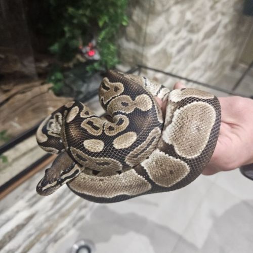 Python regius femelle et son terrarium
