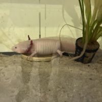 Couple axolotls et aquarium