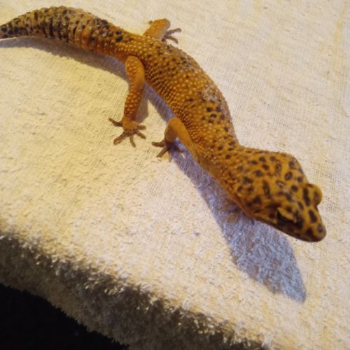 Gecko mâle en vente