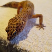 Gecko mâle en vente #2