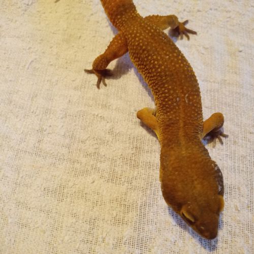 Gecko mâle