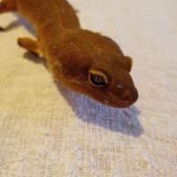 Gecko mâle #2