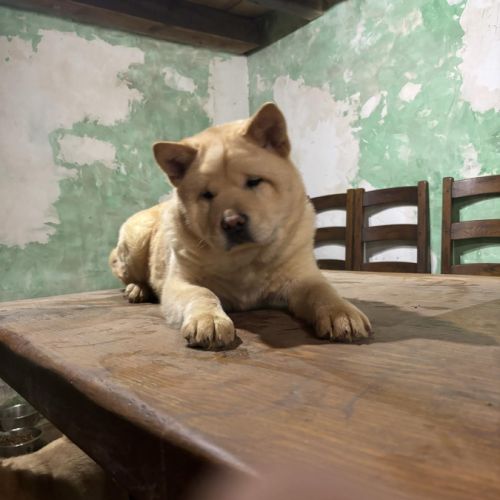 Chiot chow-chow male