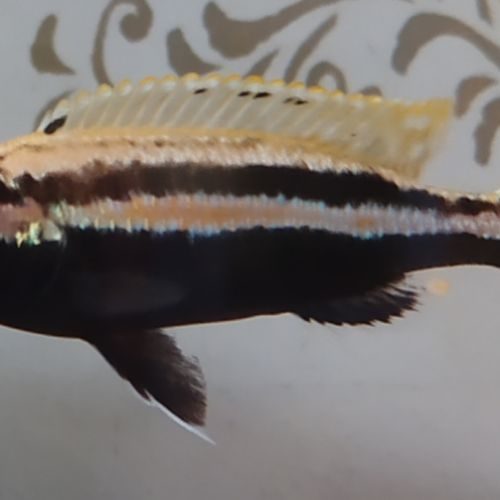 Cichlidé melanochromis auratus #2