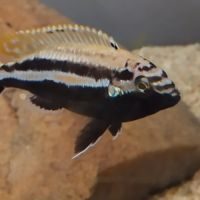 Cichlidé melanochromis auratus #0