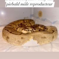 Python regius bumblebee yellow belly het piebald