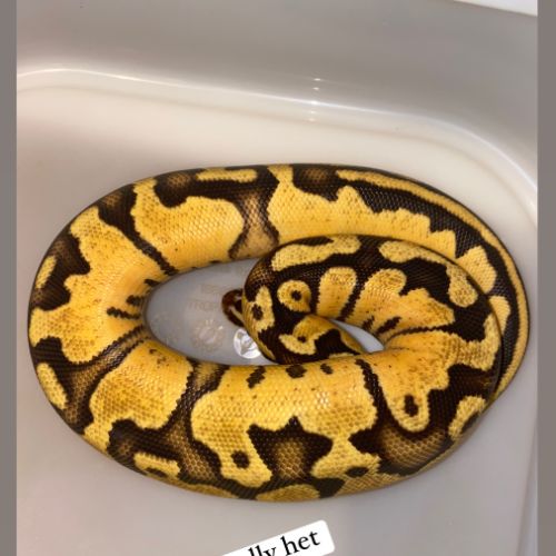 Python regius yellow belly fire het piebald