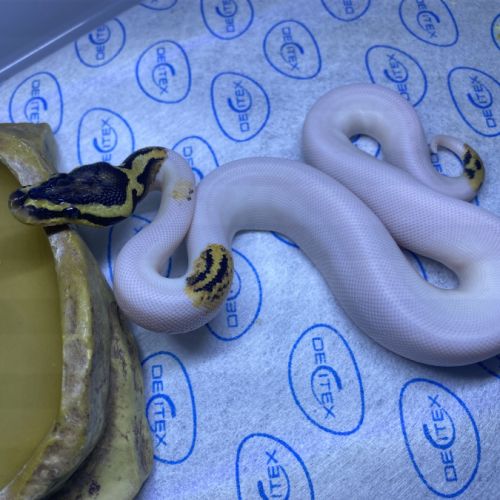 Python regius yellow belly pastel piebald #2